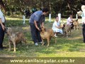 Fila Brasileiro Eventos Canil Singular